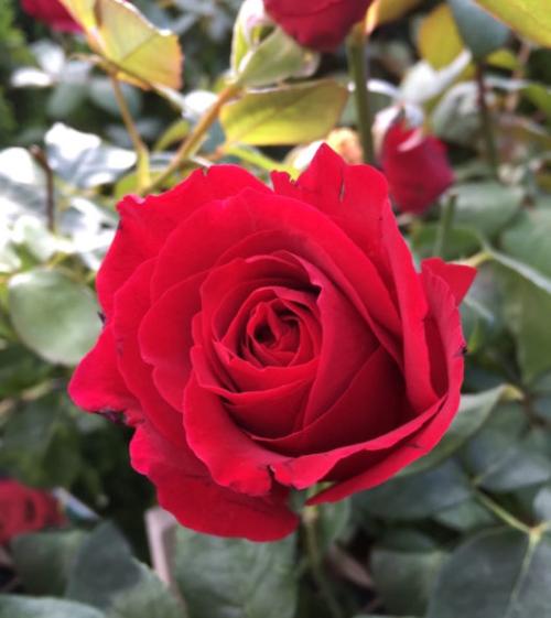 rose.jpeg