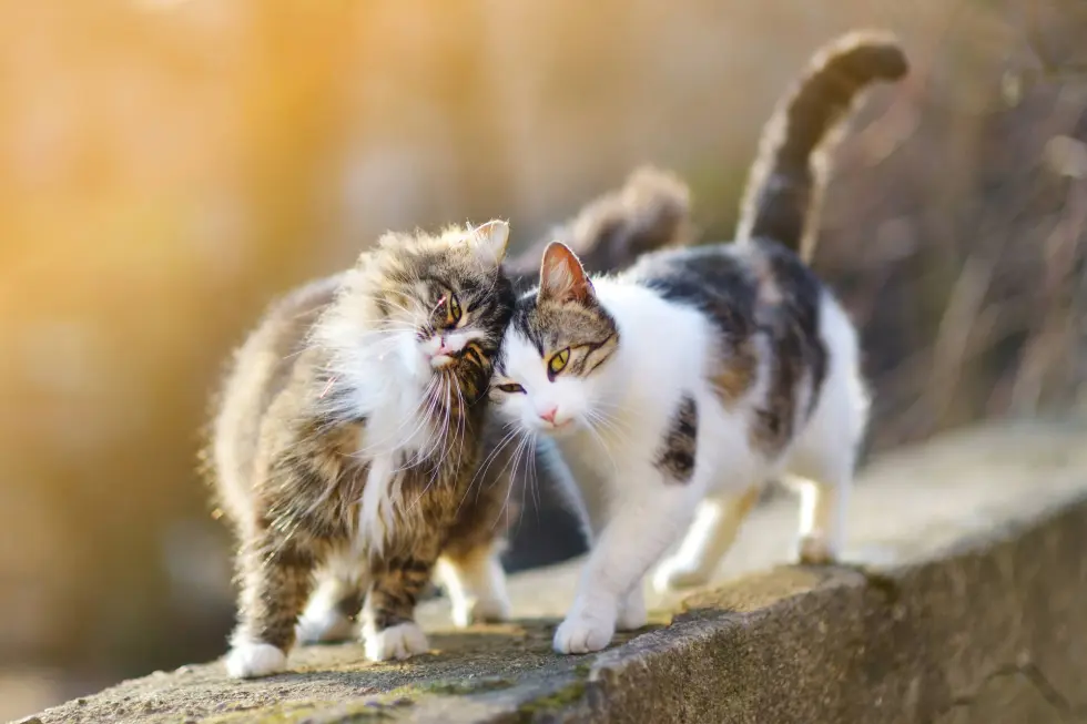 C6B55D4B-62B3-4BC8-B1BC-C7F2347C1540.webp